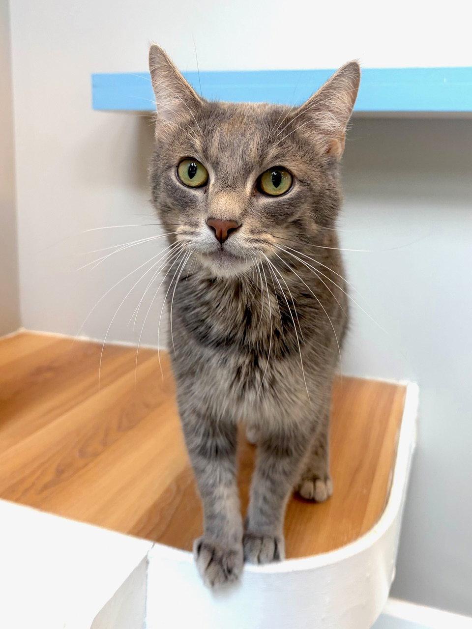 Enlarge Taz, a Adoptable Domestic Short Hair in Reston, VA image 3/3