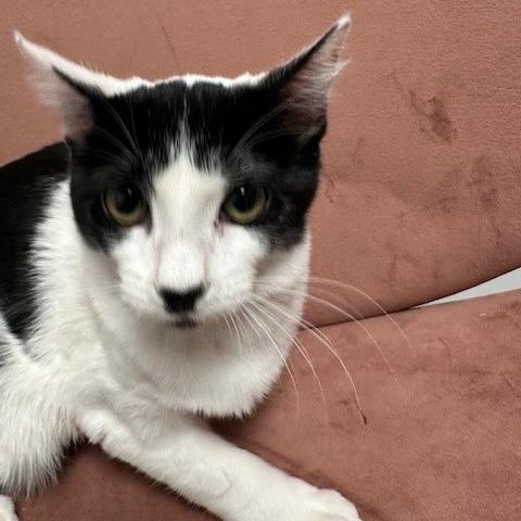 Enlarge Yang, a Adoptable Domestic Short Hair in Henderson, NV image 1/1