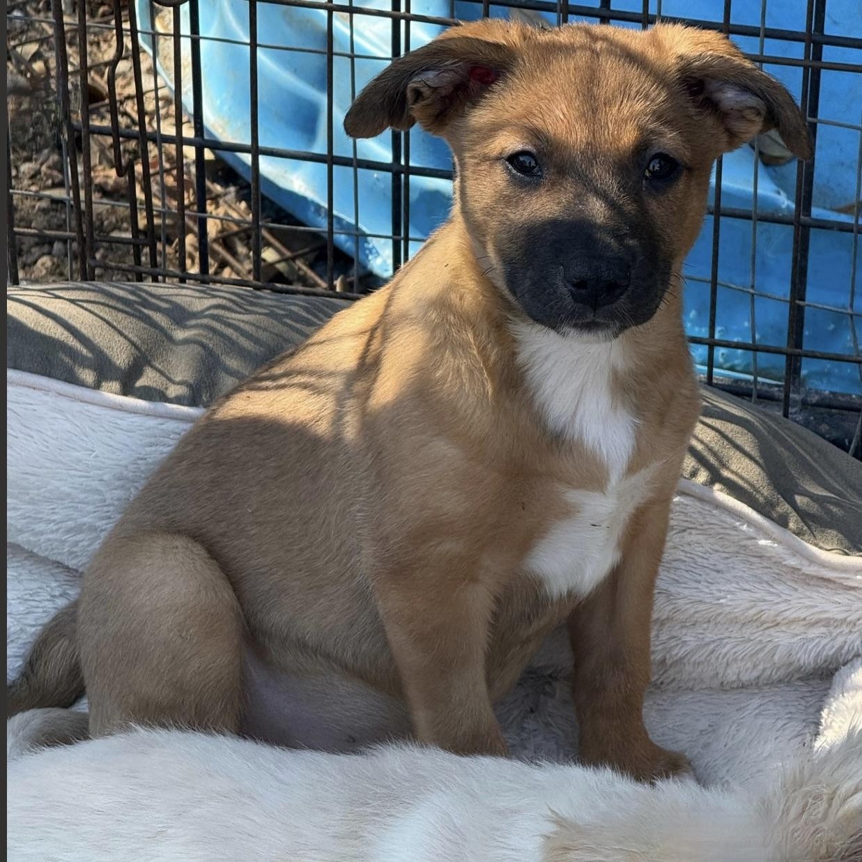 Enlarge MISTLETOE, a Adoptable mixed breed in bangor, ME image 6/6