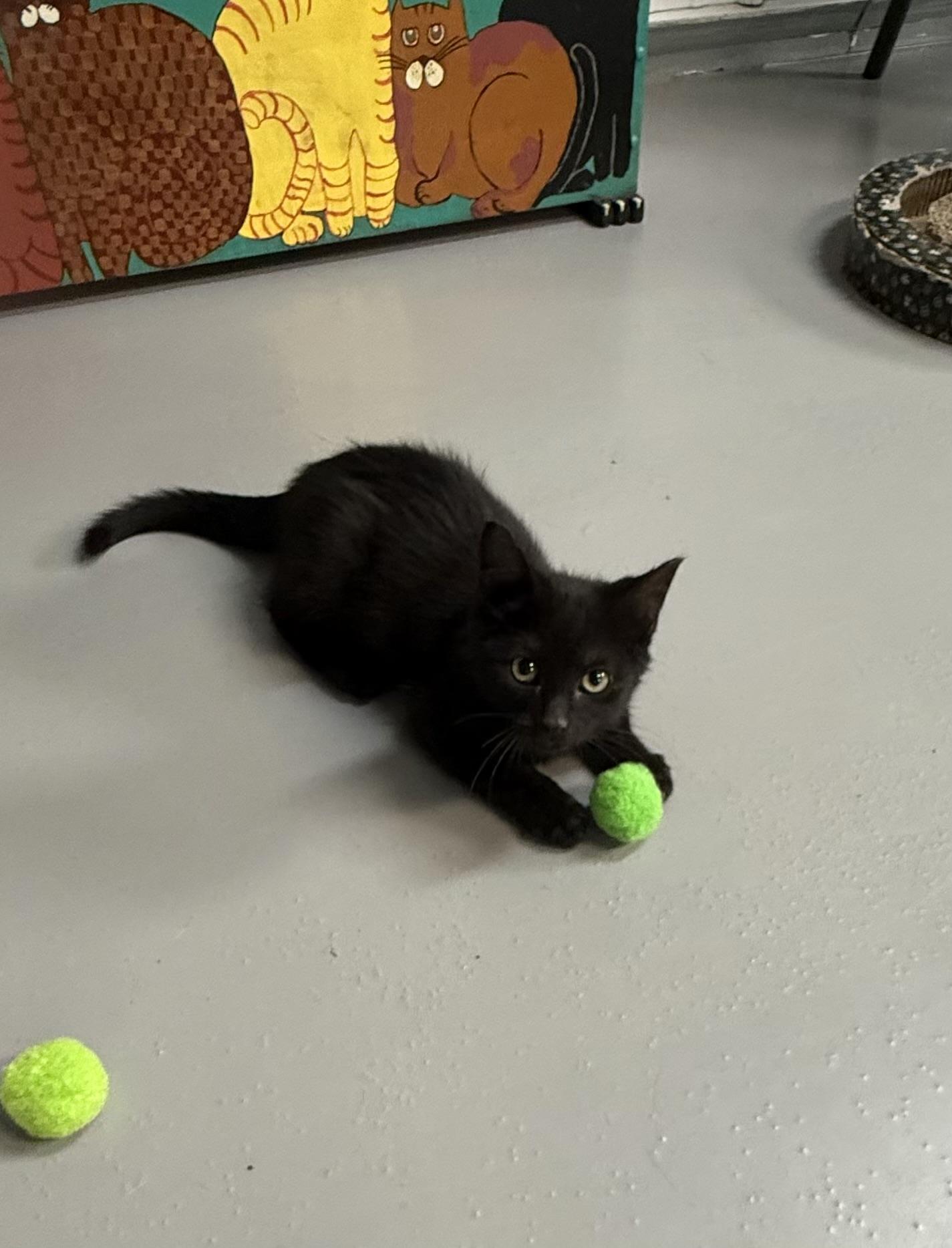 James, Adoptable, Kitten Male American Shorthair.