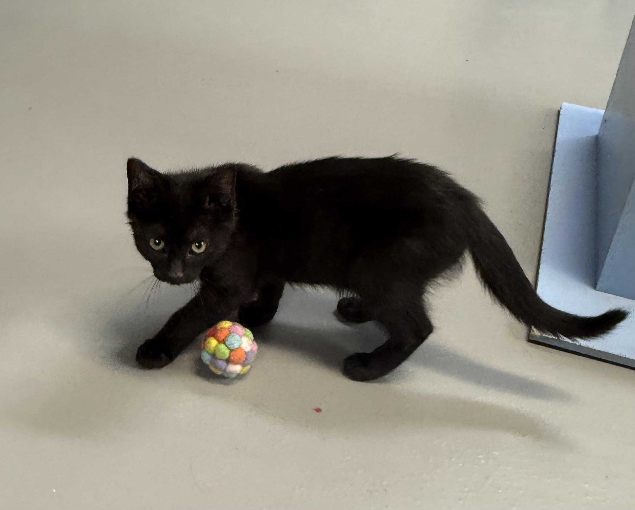 Enlarge James, a Adoptable American Shorthair in Big Rapids, MI image 3/4