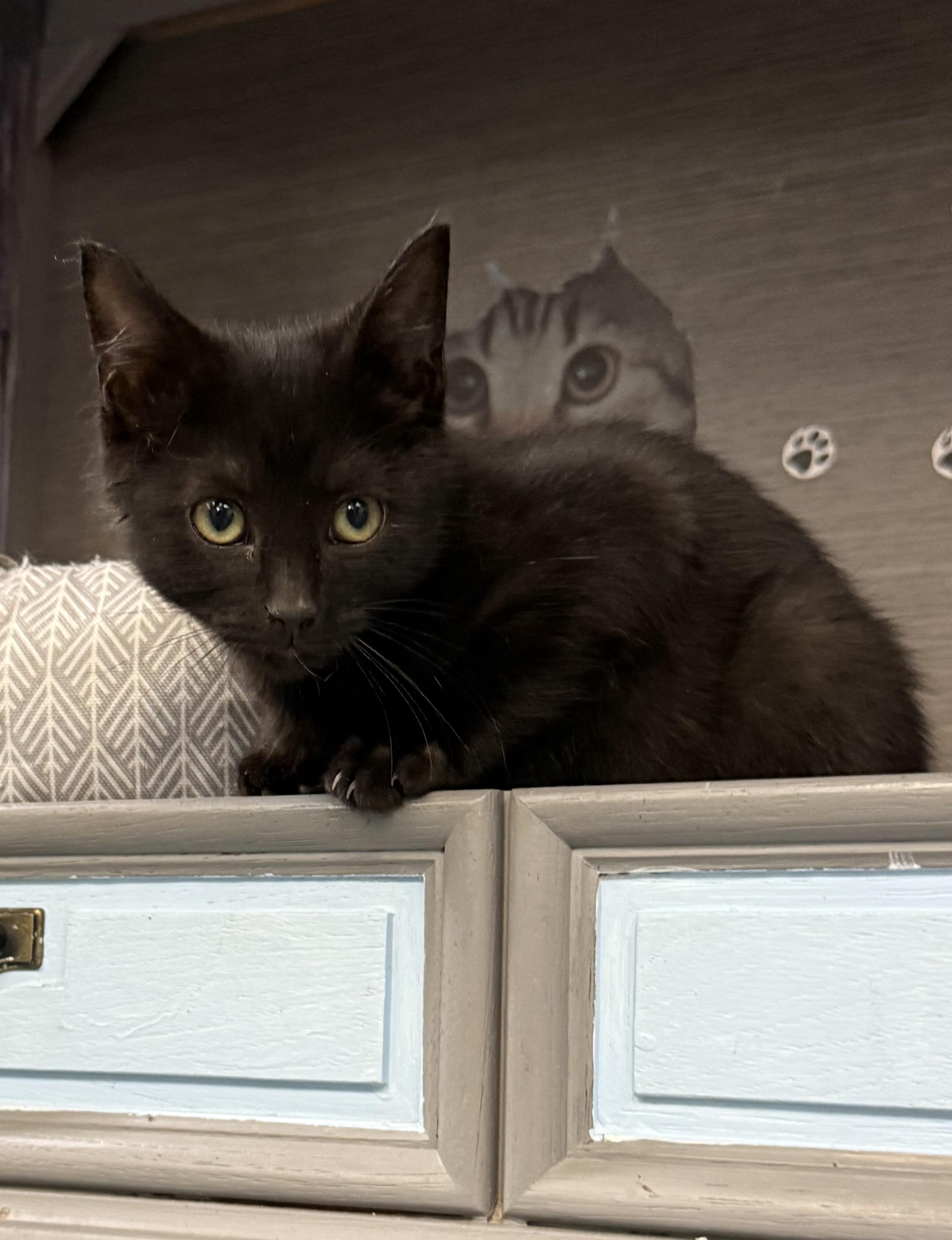 Enlarge James, a Adoptable American Shorthair in Big Rapids, MI image 4/4