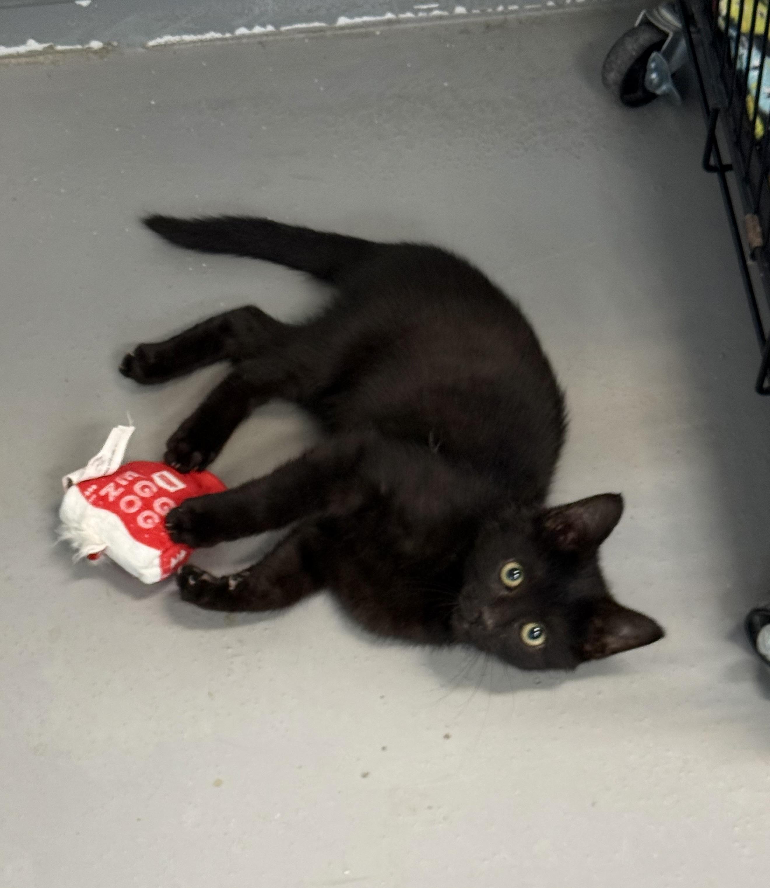 Enlarge James, a Adoptable American Shorthair in Big Rapids, MI image 2/4