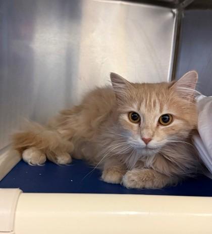 Leslie, adopted, Adult Female Domestic Short Hair.