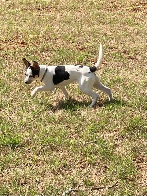 Smidge, a Adopted mixed breed in Woodstock, GA image 1/3