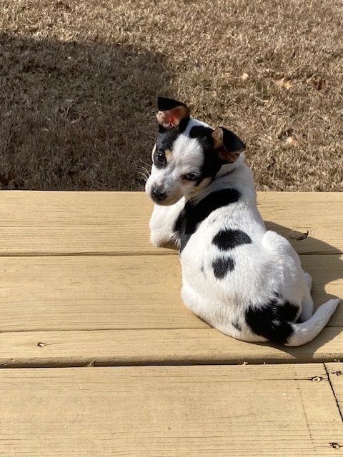 Smidge, a Adopted mixed breed in Woodstock, GA image 2/3