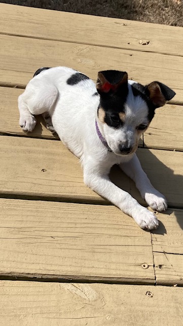 Smidge, a Adopted mixed breed in Woodstock, GA image 3/3