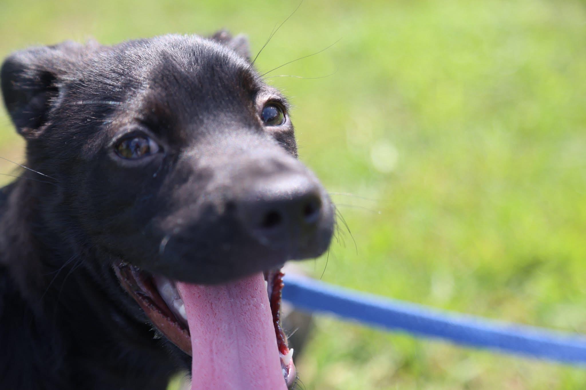 Enlarge Cassie, a Adoptable mixed breed in Cherokee Village, AR image 2/2
