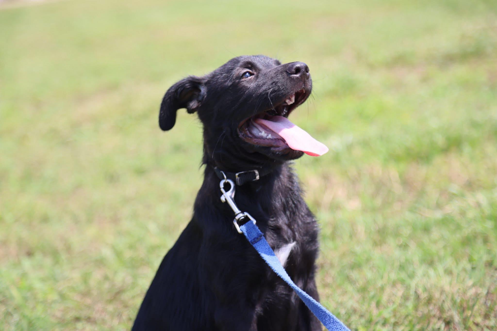 Enlarge Cassie, a Adoptable mixed breed in Cherokee Village, AR image 1/2