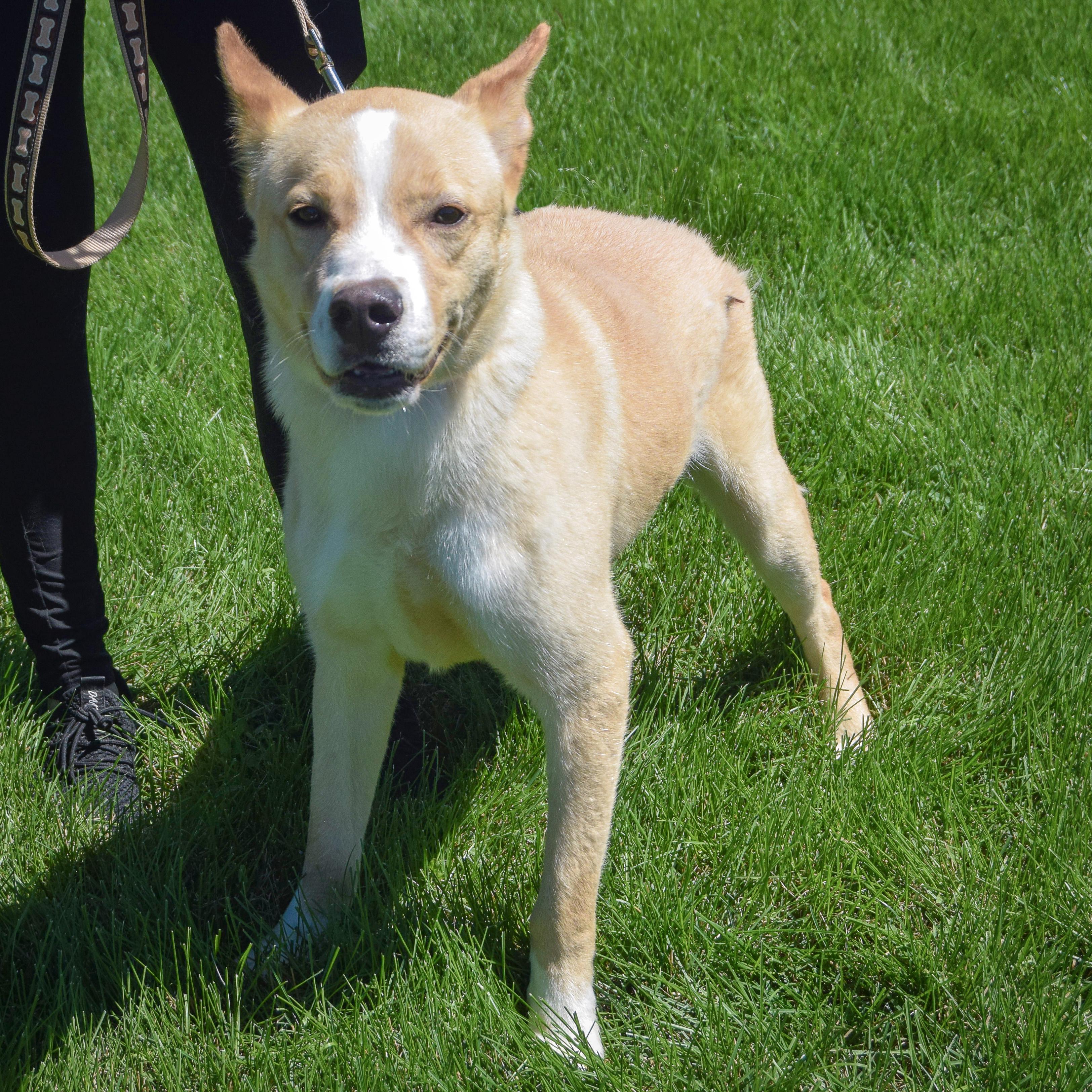 Enlarge Jasper, an adopted mixed breed in Huntley, IL image 3/5