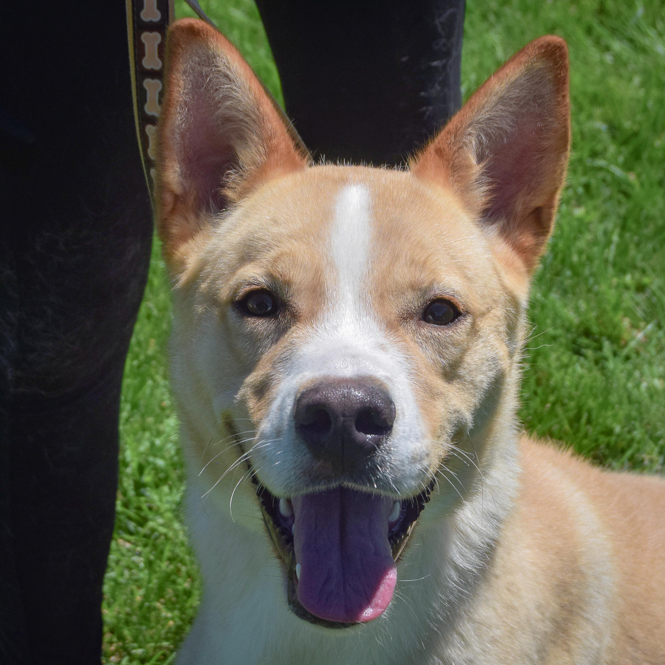 Enlarge Jasper, an adopted mixed breed in Huntley, IL image 1/5
