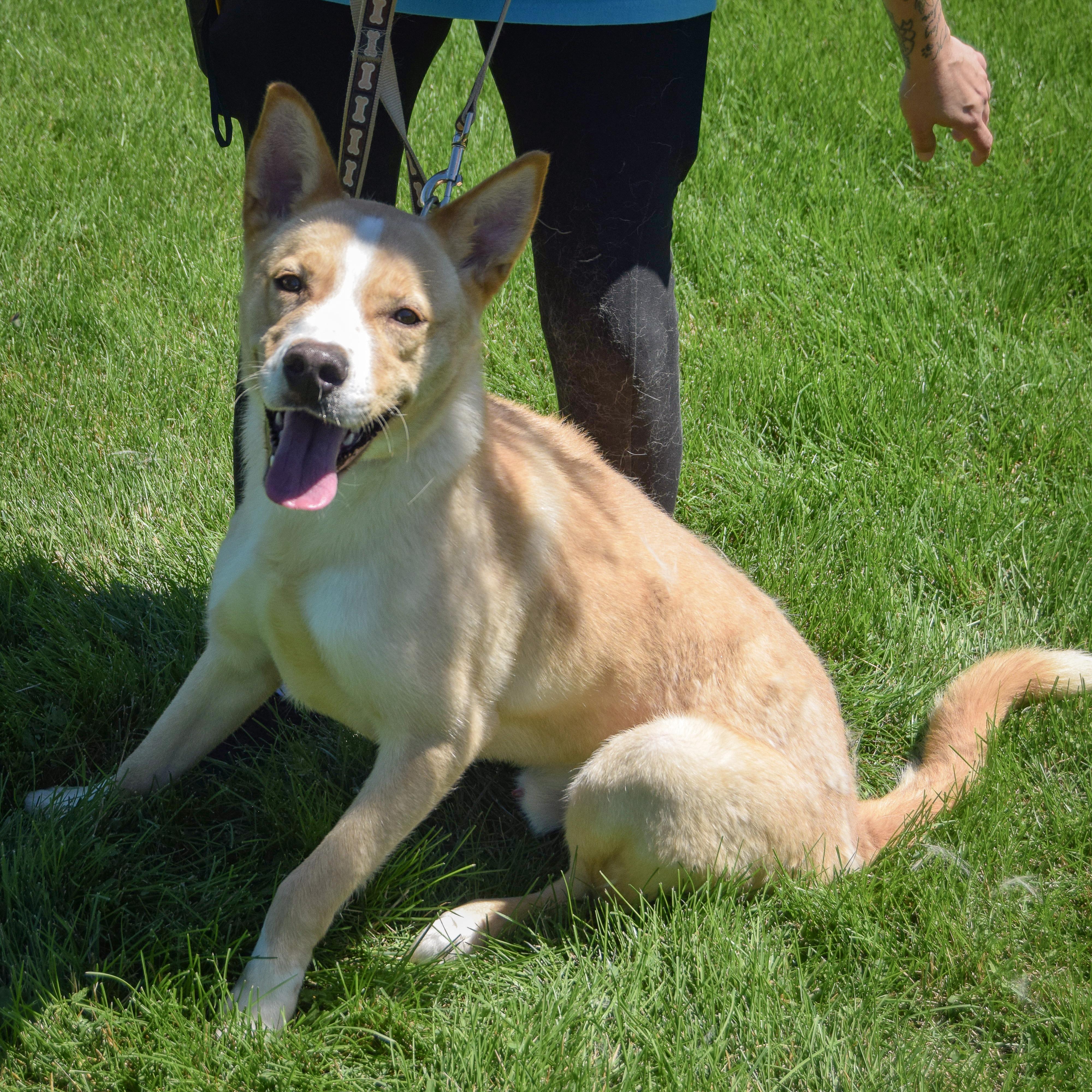 Enlarge Jasper, an adopted mixed breed in Huntley, IL image 5/5