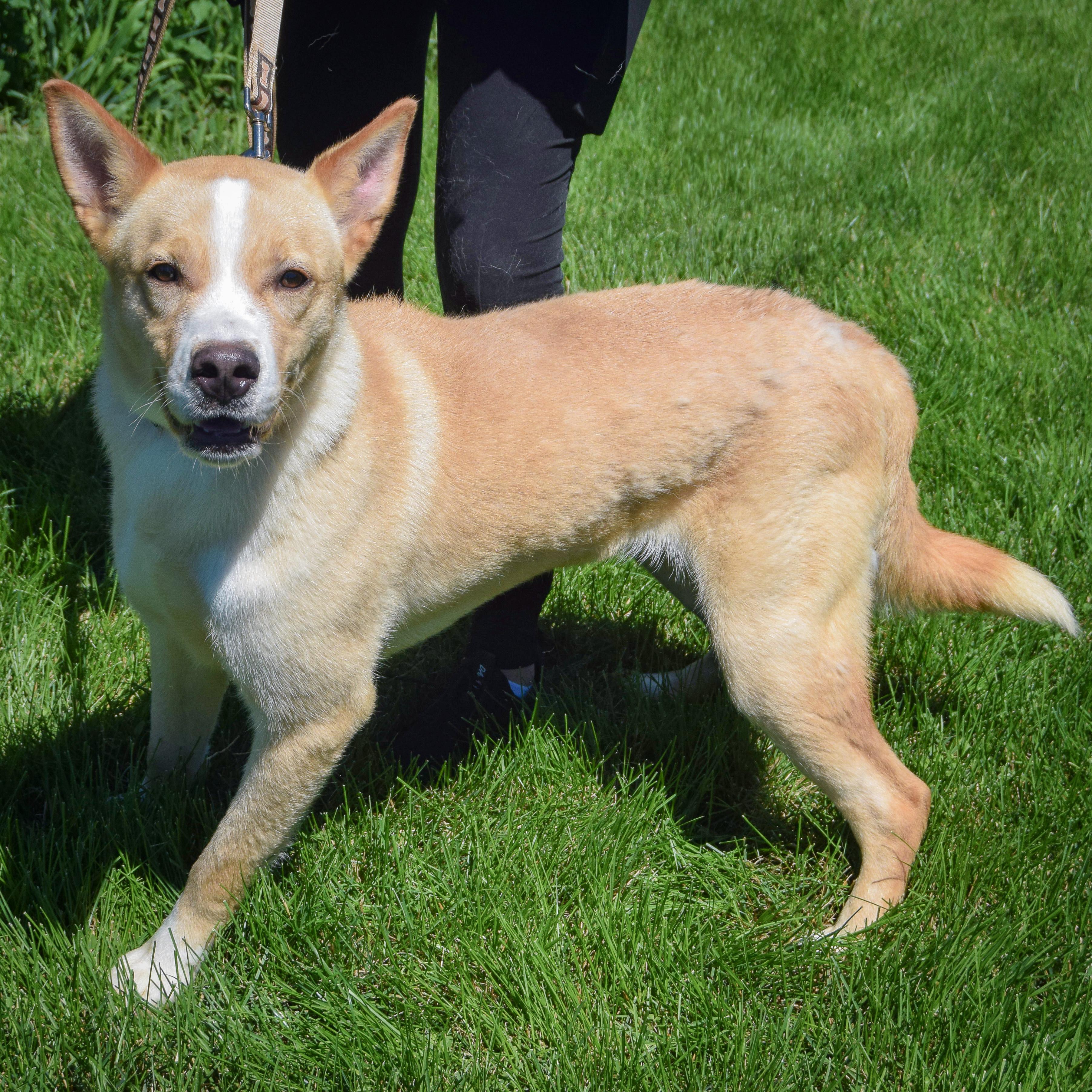 Enlarge Jasper, an adopted mixed breed in Huntley, IL image 2/5