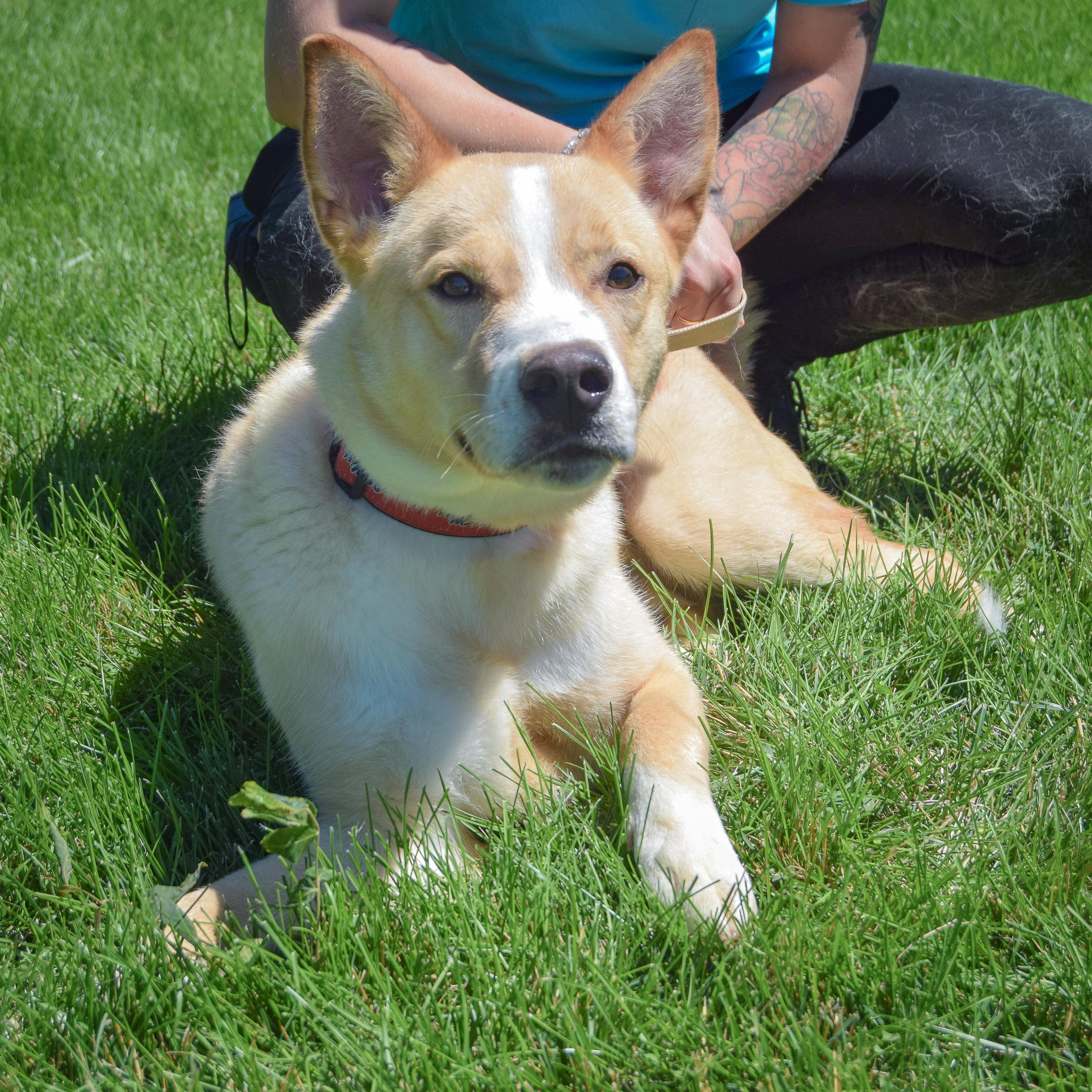Enlarge Jasper, an adopted mixed breed in Huntley, IL image 4/5