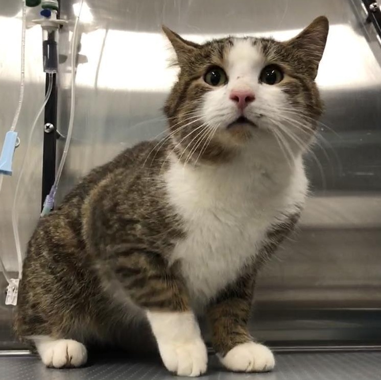 Enlarge Bowie, a ADOPTABLE Domestic Short Hair in Prince Frederick, MD image 1/2