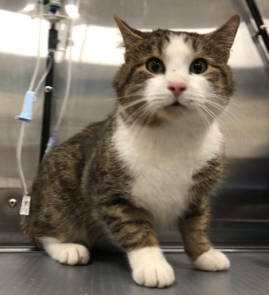 Enlarge Bowie, a ADOPTABLE Domestic Short Hair in Prince Frederick, MD image 2/2