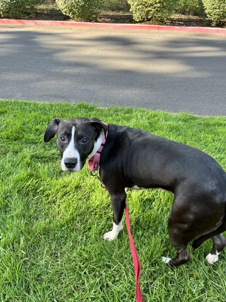 Enlarge Arrow, a Adoptable mixed breed in Vancouver, WA image 1/1