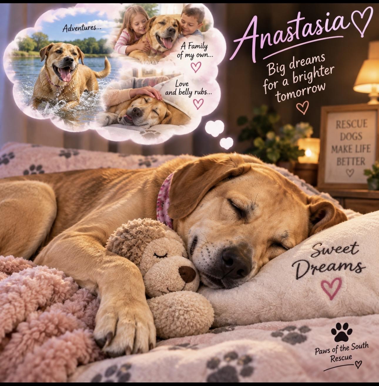 Enlarge Anastasia, a Adoptable mixed breed in CUMMING, GA image 3/6