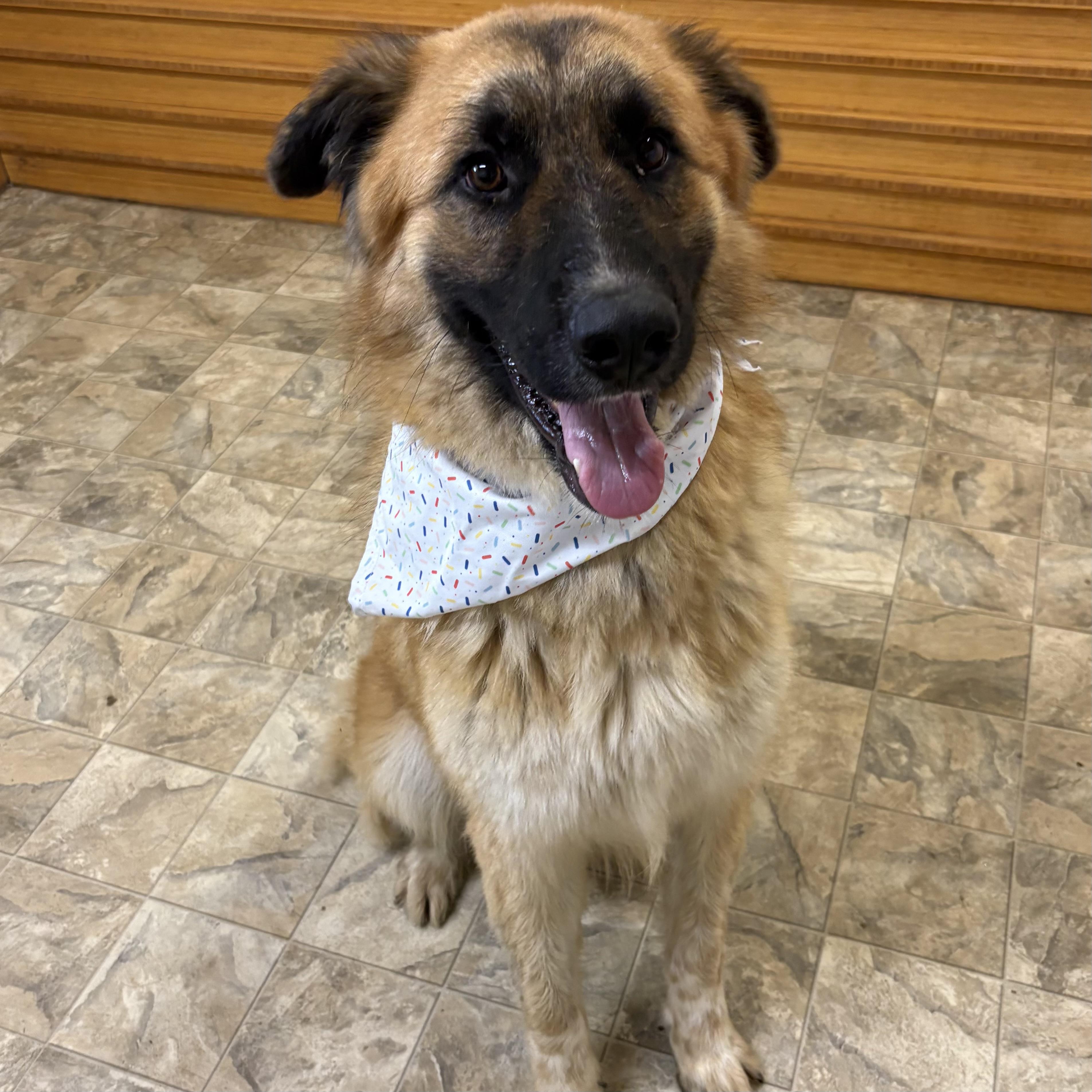 Astro, ADOPTABLE, Adult Male German Shepherd Dog.