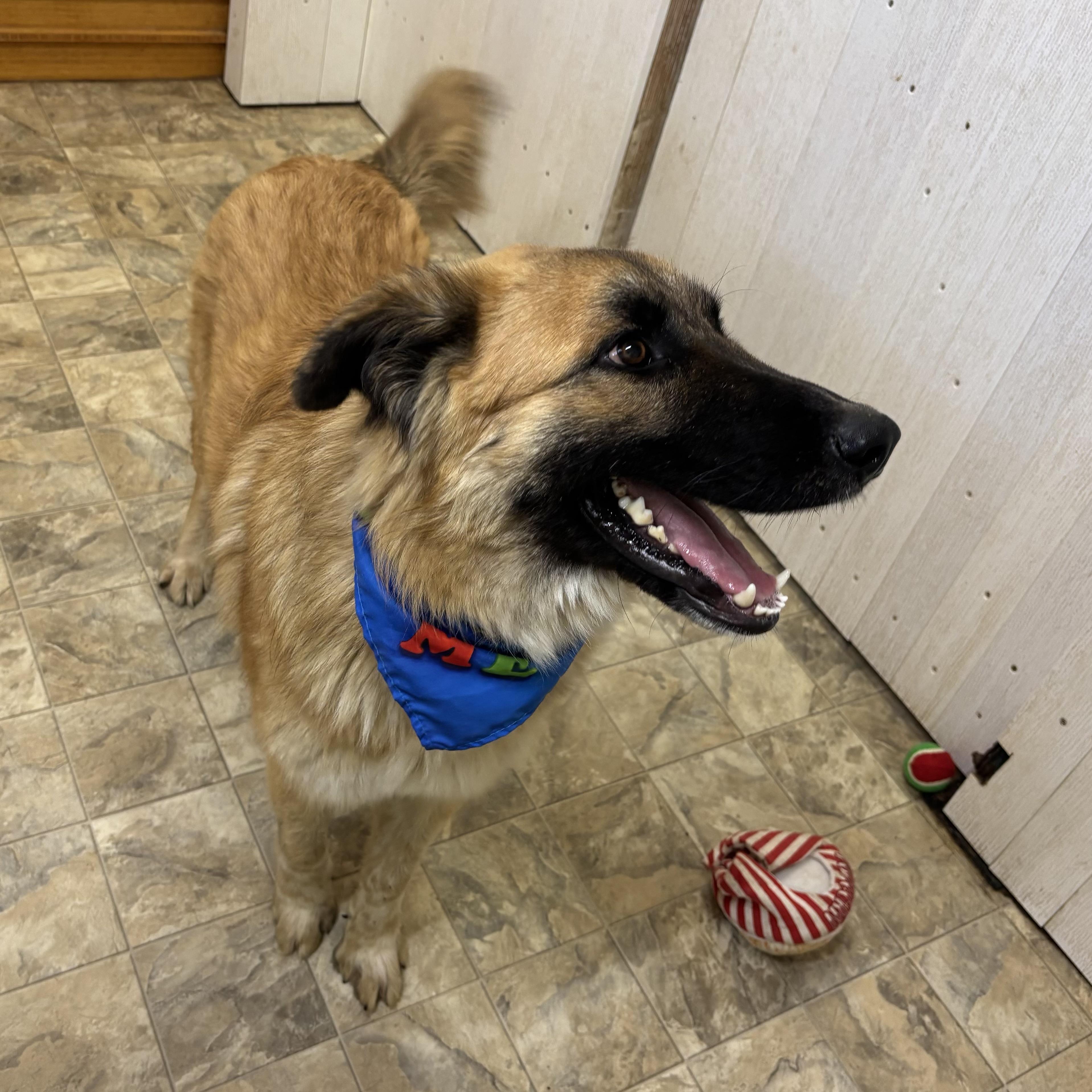 Enlarge Astro, a ADOPTABLE mixed breed in Pilot Point, TX image 3/5