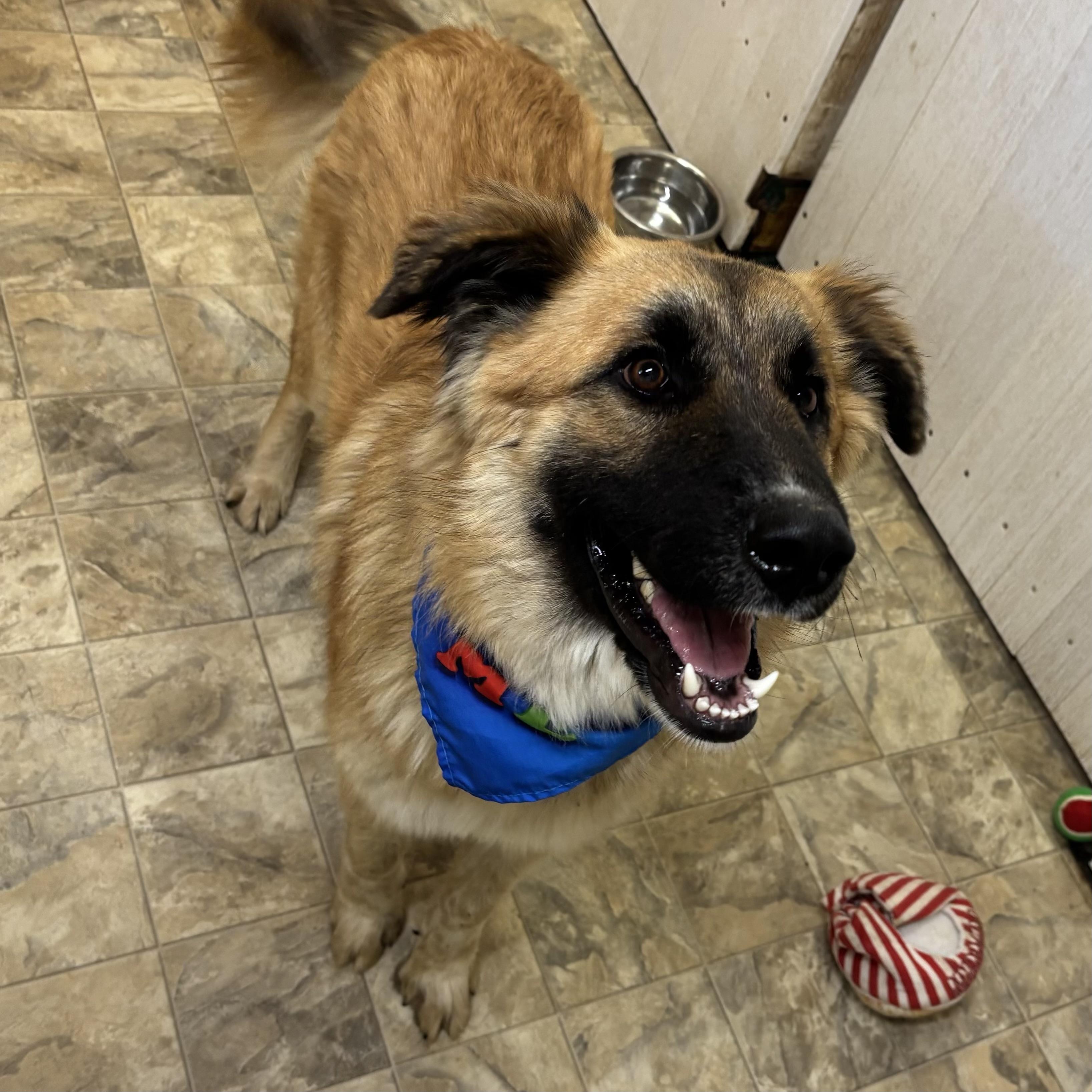 Enlarge Astro, a ADOPTABLE mixed breed in Pilot Point, TX image 2/5