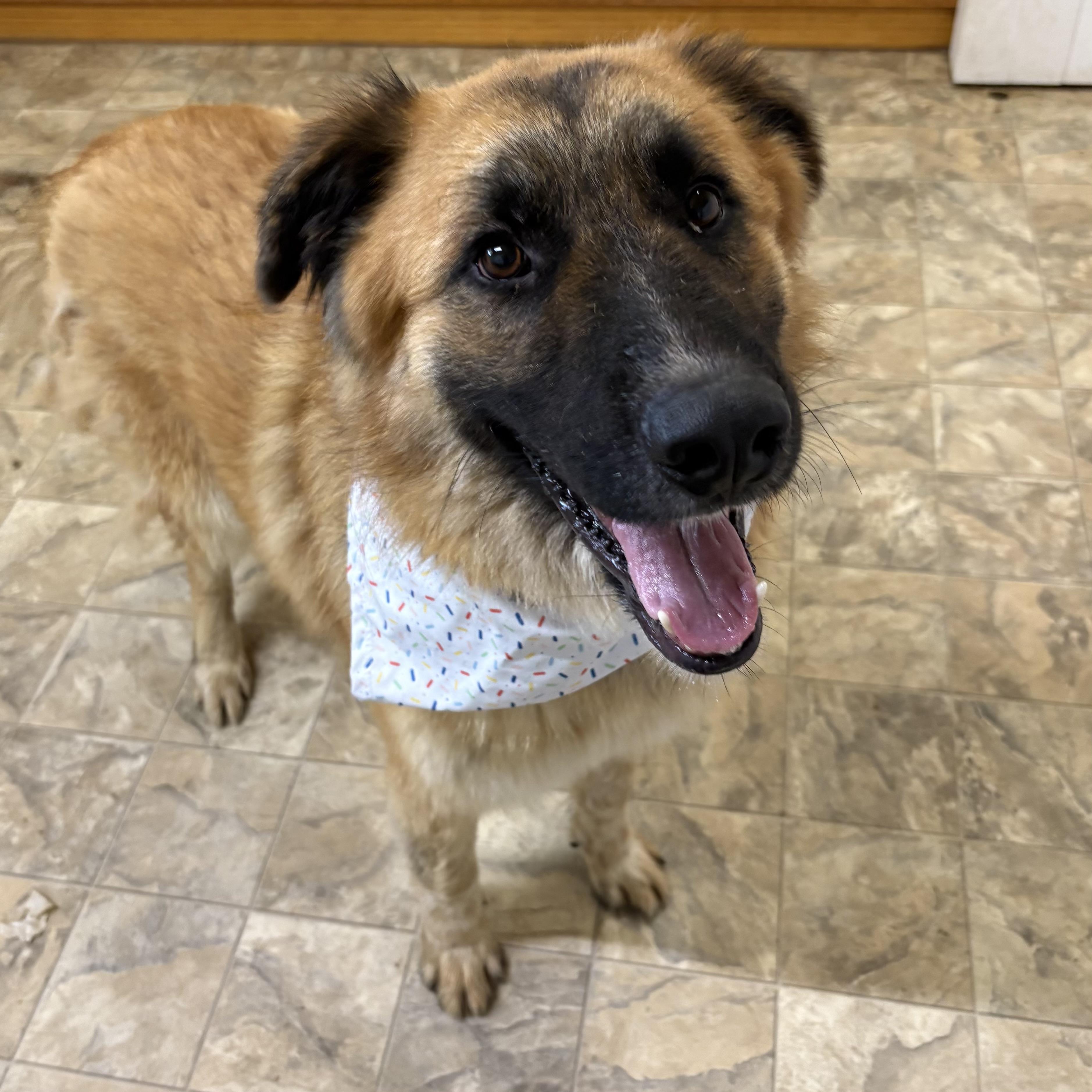 Enlarge Astro, a ADOPTABLE mixed breed in Pilot Point, TX image 5/5