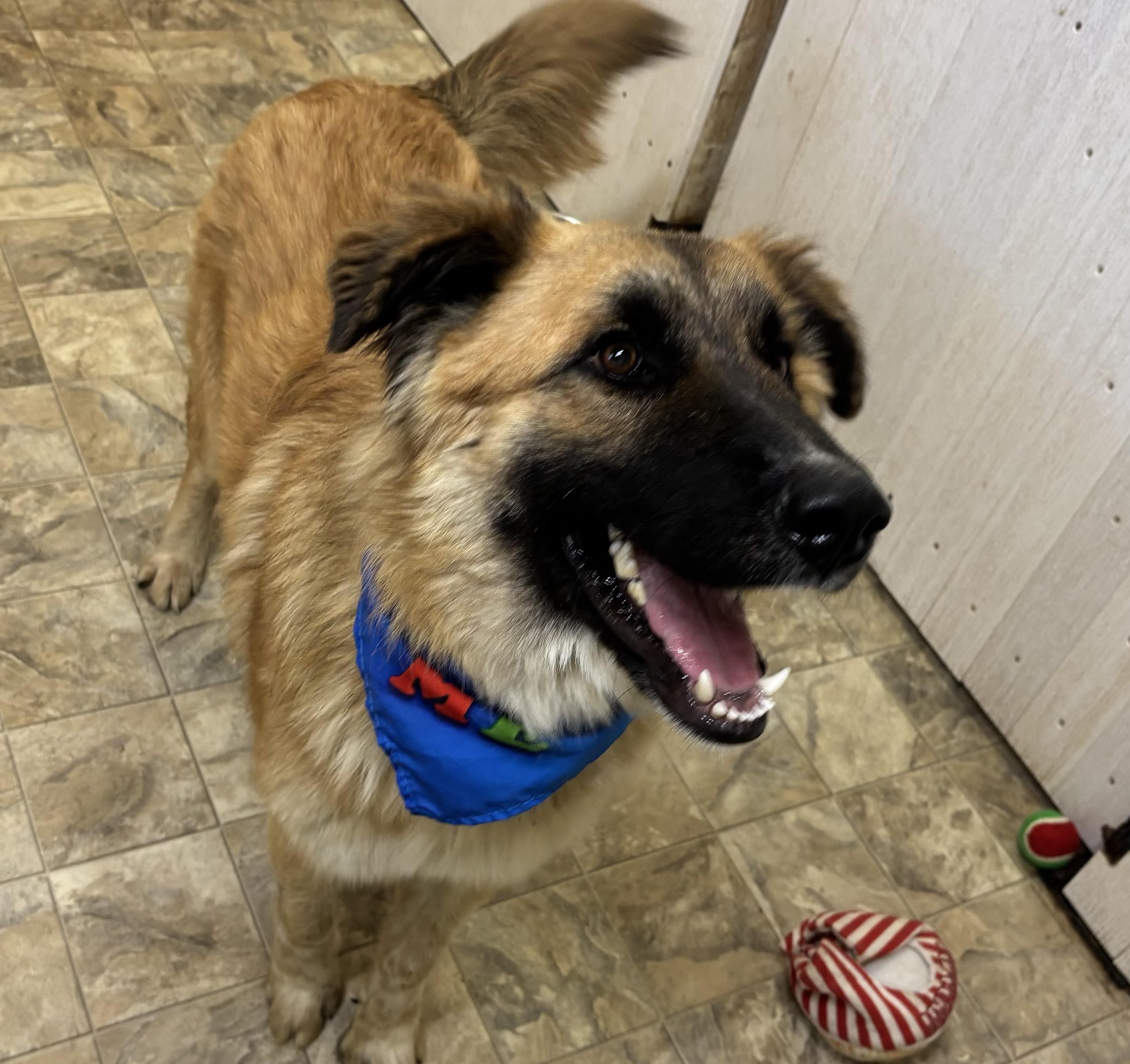Enlarge Astro, a ADOPTABLE mixed breed in Pilot Point, TX image 4/5