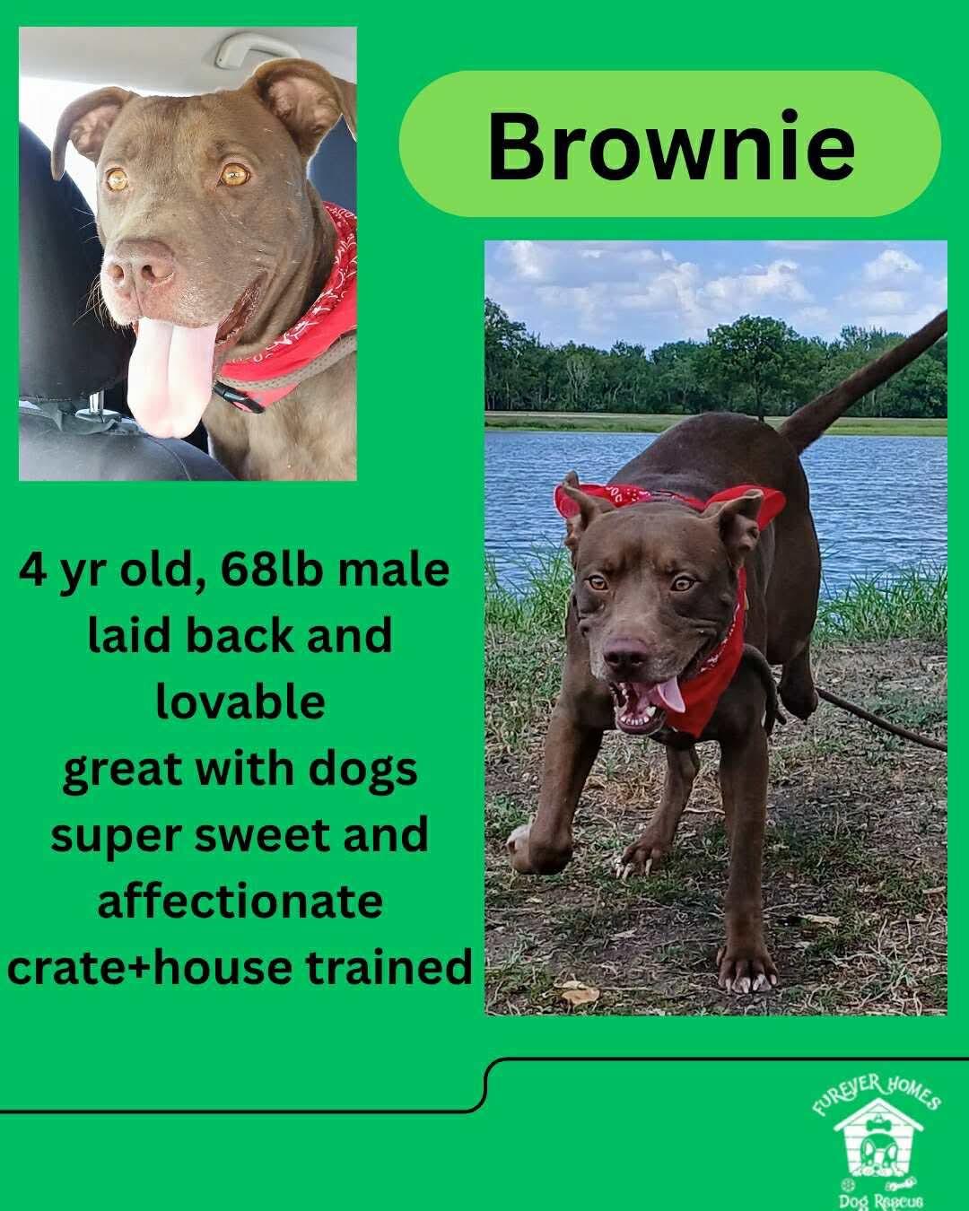 Brownie