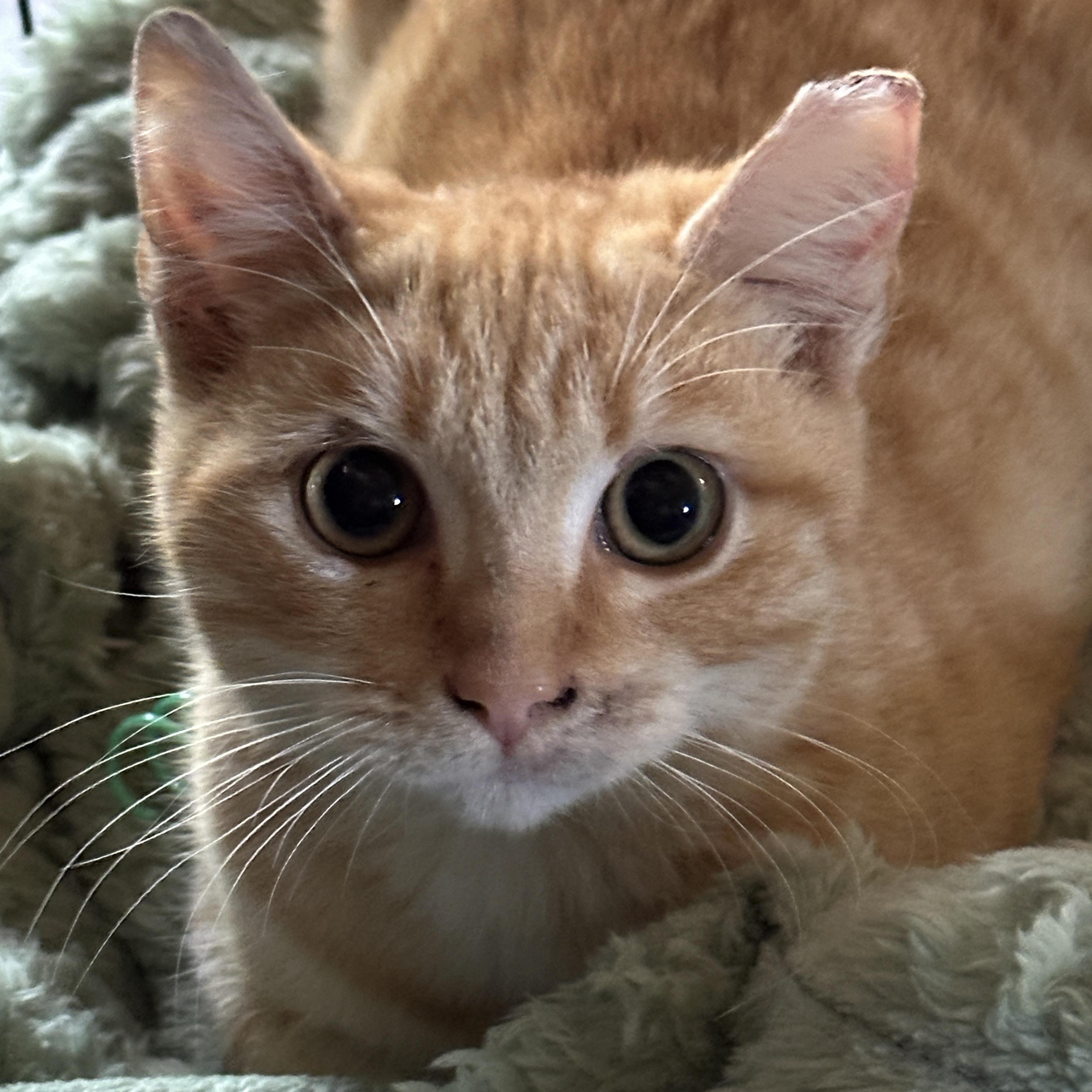 Miso, Adoptable, Young Female Domestic Short Hair.