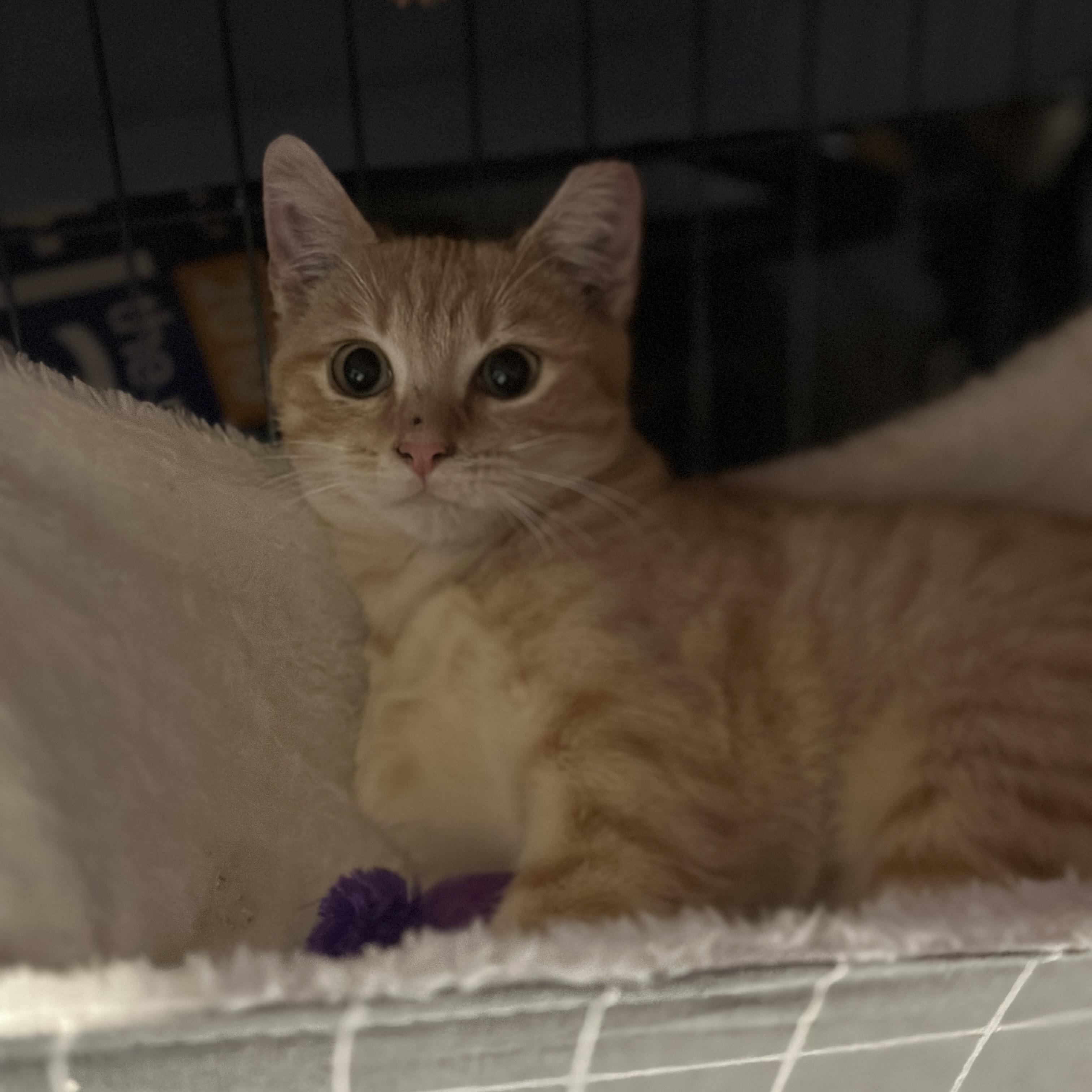 Miso, a Adoptable Domestic Short Hair in Union City, CA image 2/4