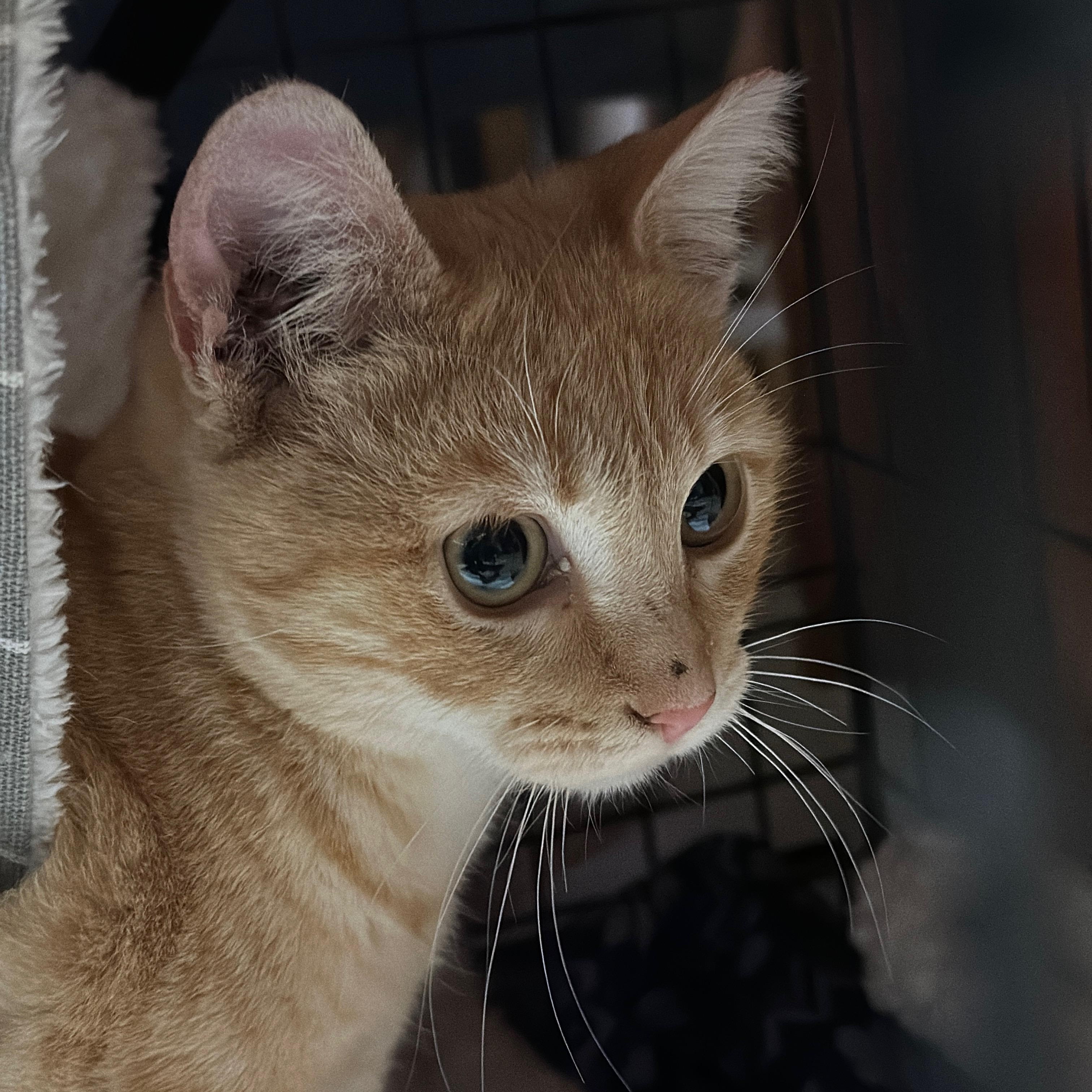 Miso, a Adoptable Domestic Short Hair in Union City, CA image 3/4