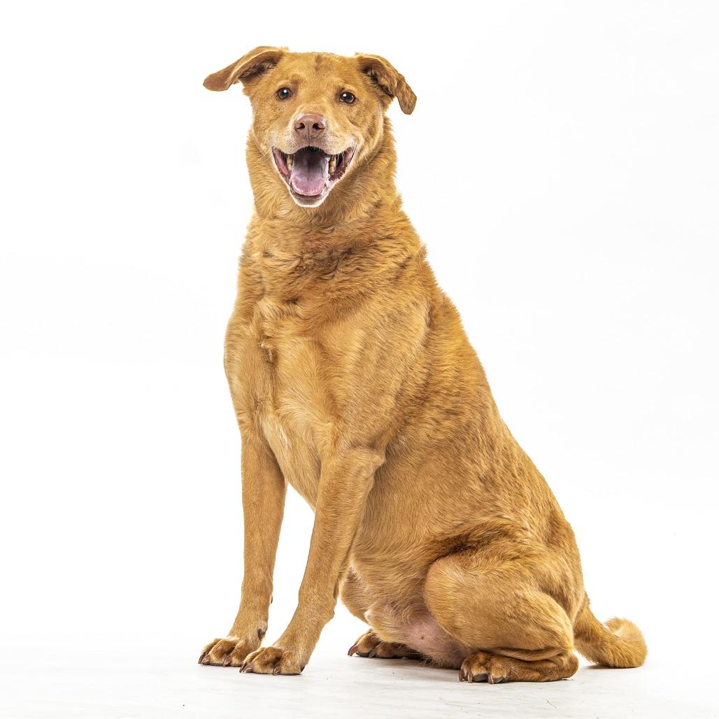 Saunder, a Adoptable mixed breed in Reno, NV image 1/6