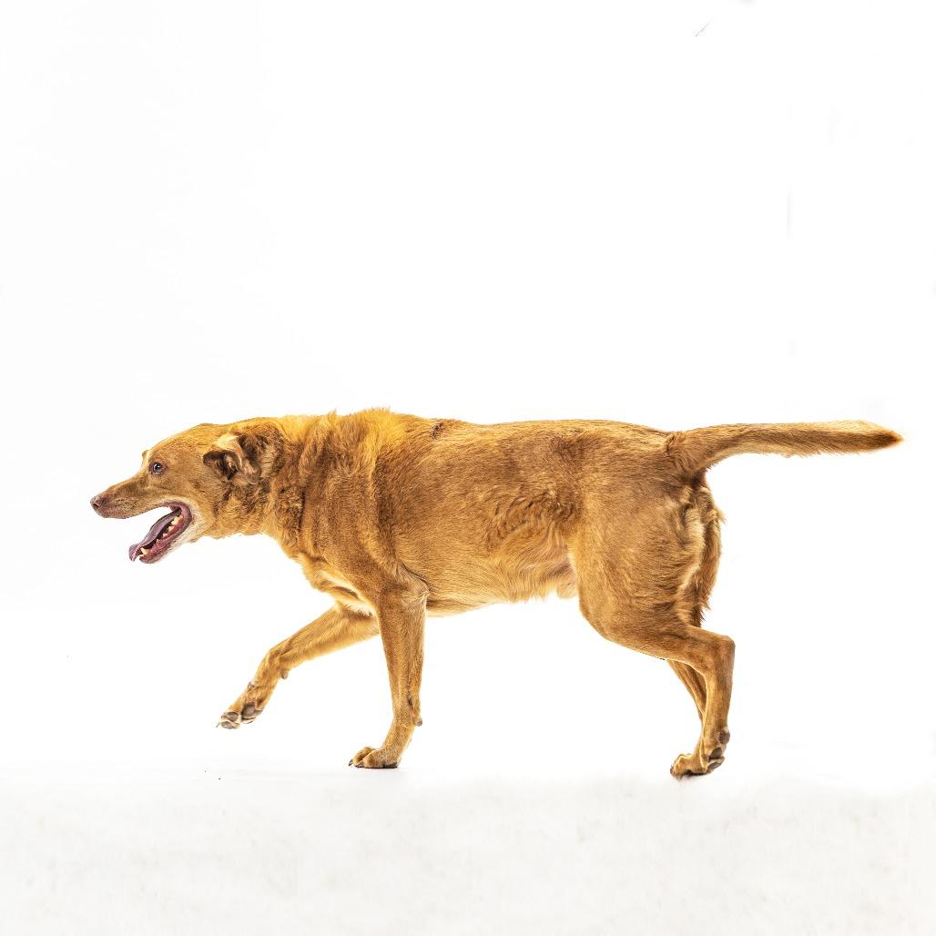 Saunder, a Adoptable mixed breed in Reno, NV image 2/6