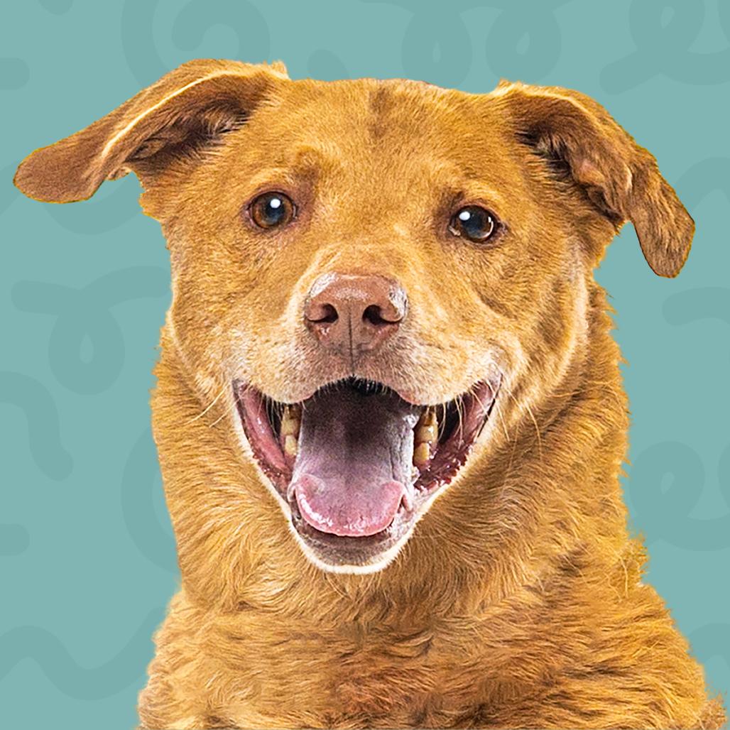 Saunder, a Adoptable mixed breed in Reno, NV image 3/6