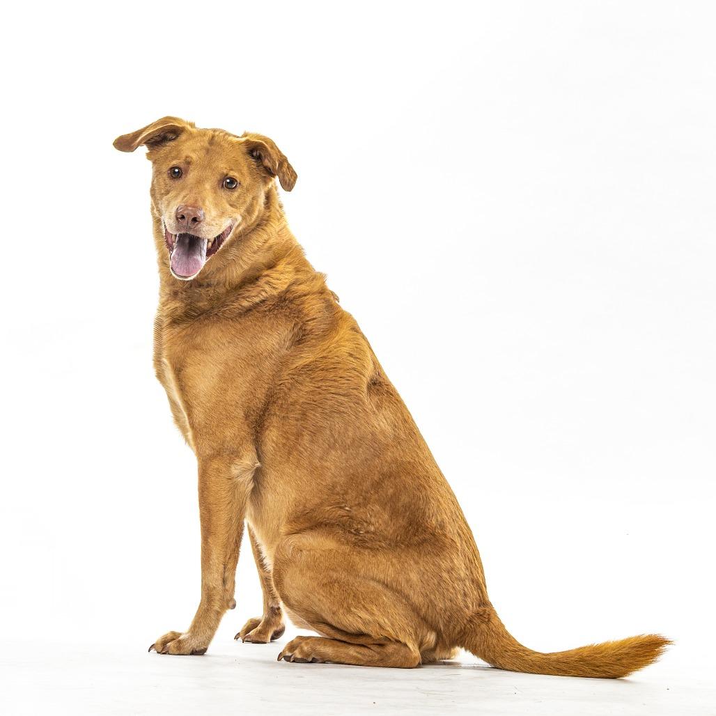 Saunder, a Adoptable mixed breed in Reno, NV image 4/6