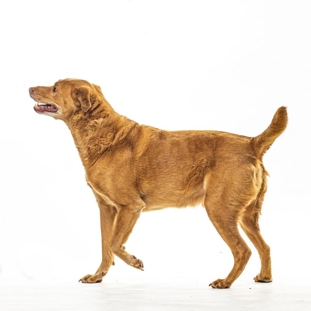 Saunder, a Adoptable mixed breed in Reno, NV image 5/6