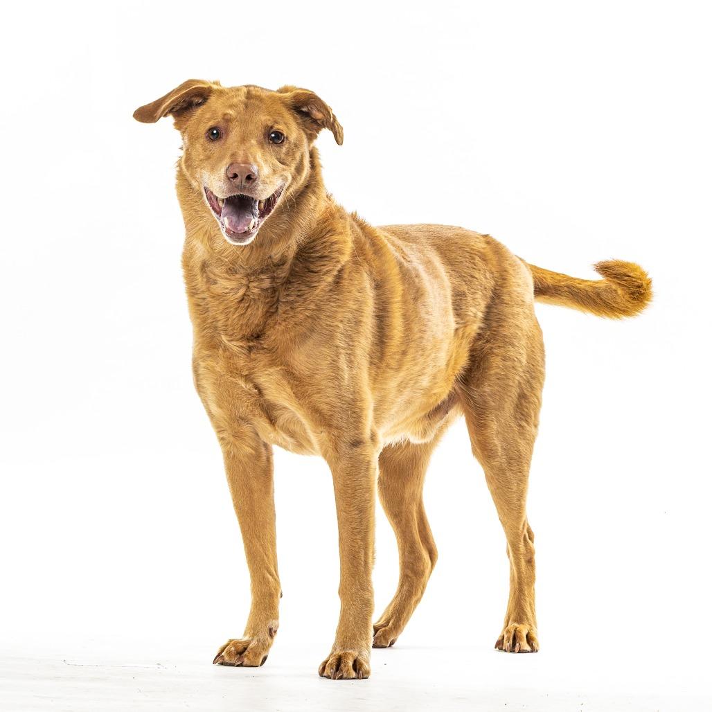 Saunder, a Adoptable mixed breed in Reno, NV image 6/6