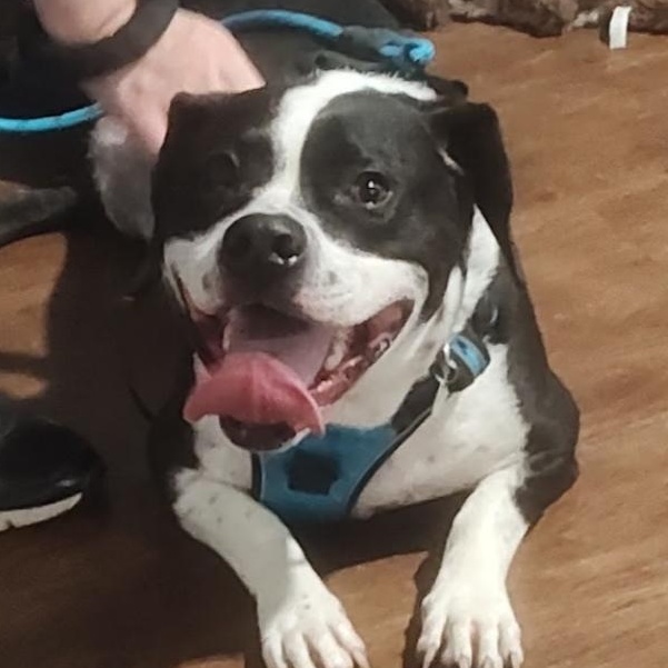 Enlarge Bridge, a Adoptable mixed breed in Linthicum Heights, MD image 3/6