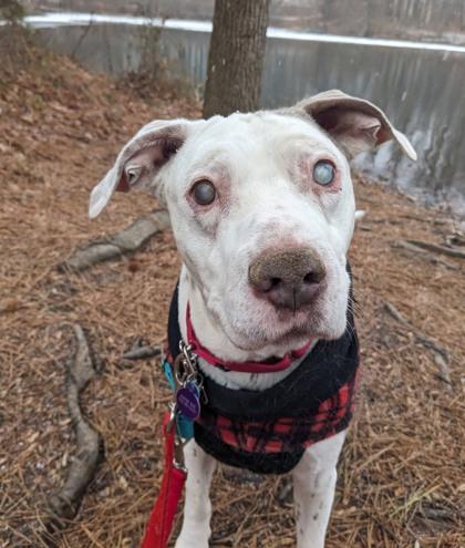 Diesel, Adoptable, Adult Male Mixed Breed.