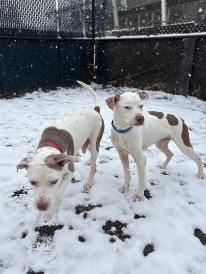 Enlarge Diesel (& Drake), a Adoptable Mixed Breed in Fairfax, VA image 1/3