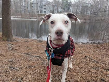 Enlarge Diesel, a Adoptable Mixed Breed in Fairfax, VA image 2/3