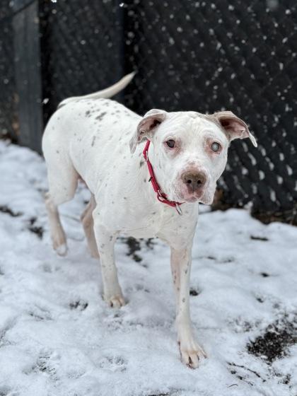 Enlarge Diesel (& Drake), a Adoptable Mixed Breed in Fairfax, VA image 3/3