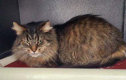 6936 (Dusty), Adoptable, Senior Male Domestic Long Hair.