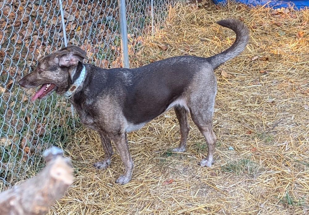 Cameron aka Cammie, Adoptable, Puppy Female Hound.