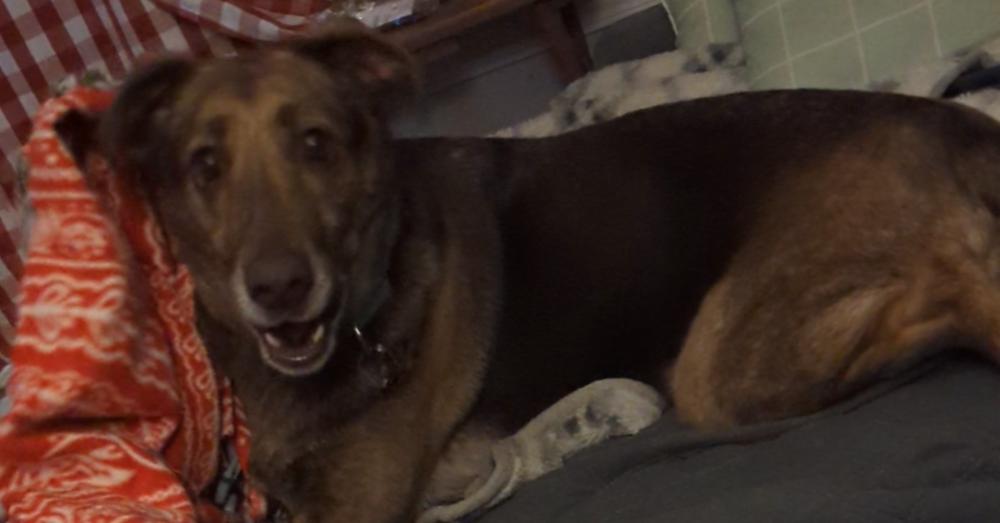 Cameron aka Cammie, a Adoptable mixed breed in Jackson, OH image 1/4