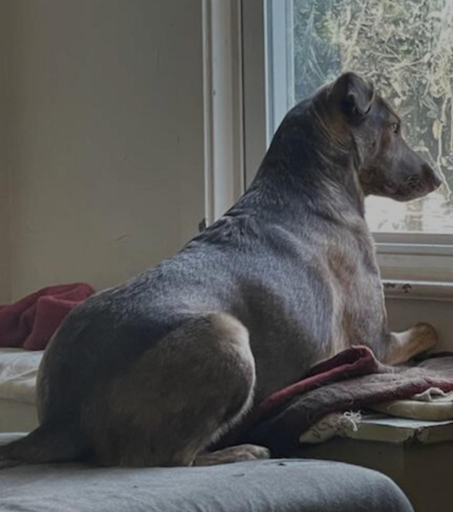 Cameron aka Cammie, Adoptable, Puppy Female Hound.