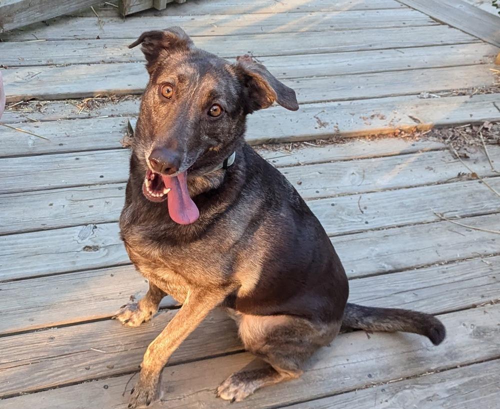 Cameron aka Cammie, a Adoptable mixed breed in Jackson, OH image 3/4