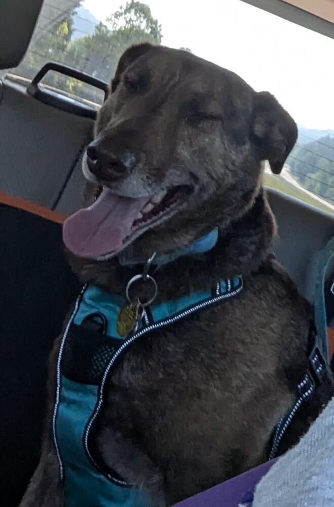 Cameron aka Cammie, a Adoptable mixed breed in Jackson, OH image 5/6