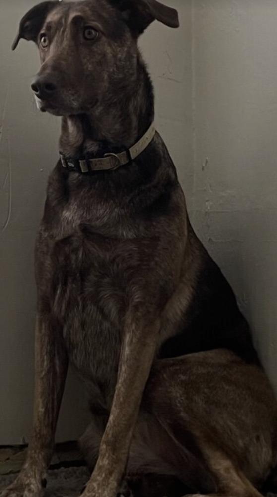 Cameron aka Cammie, a Adoptable mixed breed in Jackson, OH image 4/4