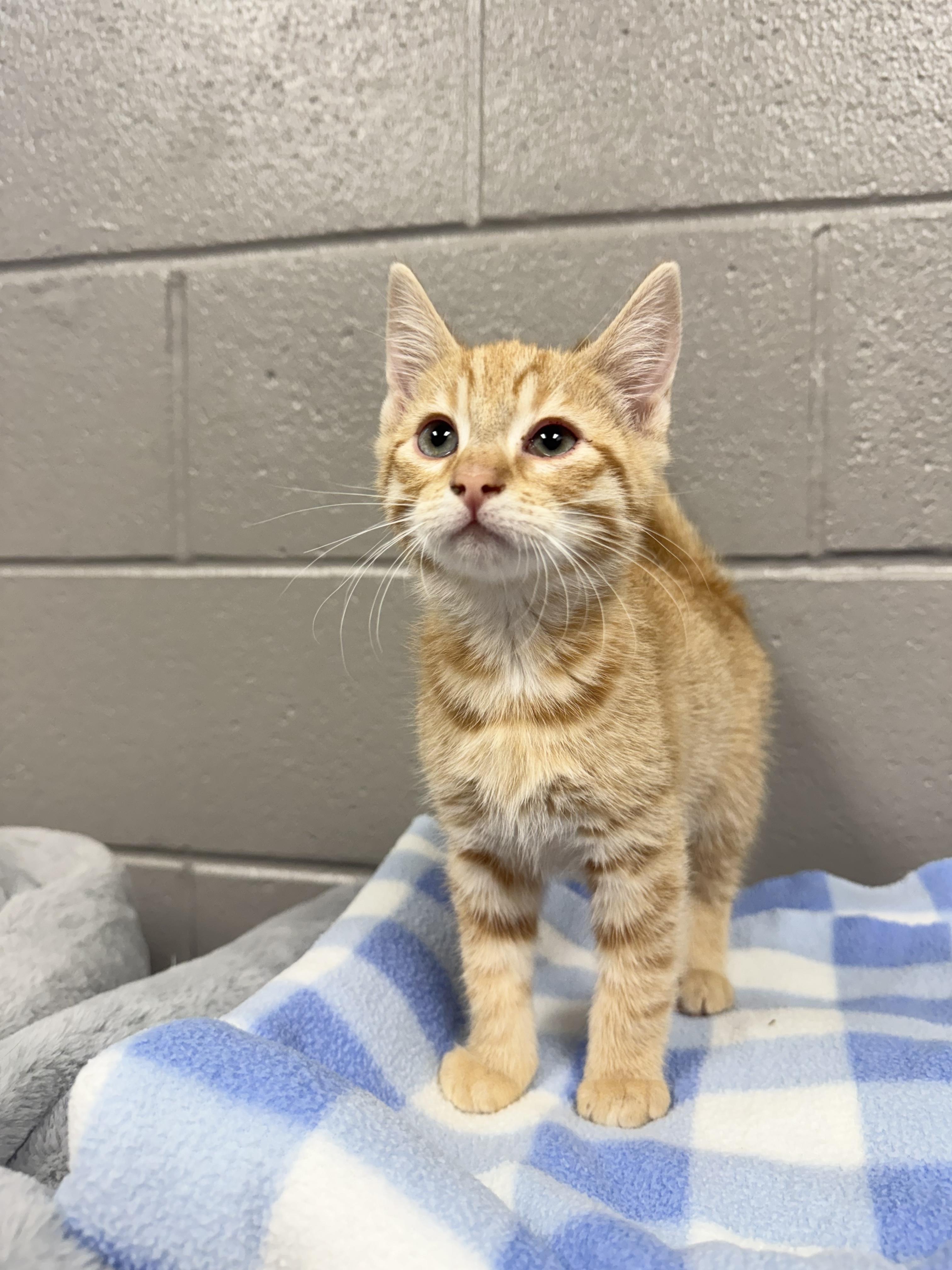 Beautiful Bolt, ADOPTABLE, Kitten Male Tabby.
